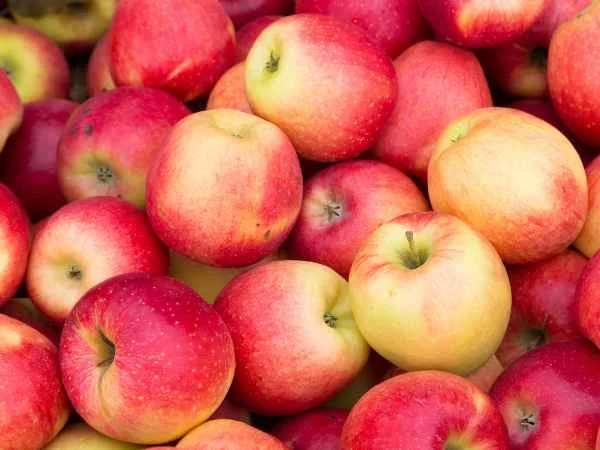 Apples Bought Unpeeled_ Stiff Mesh Fiber Count