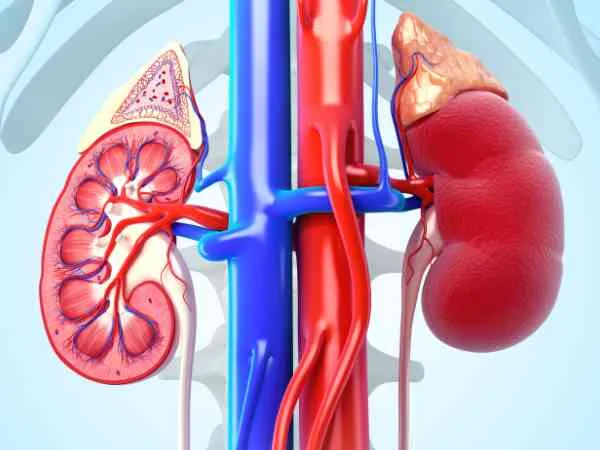 How Kidneys Get Damaged in Men, Women, and Everyone