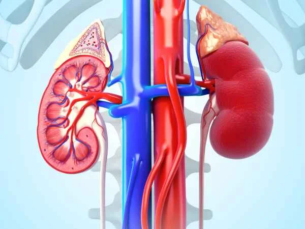 Hydration and Healthy Kidneys