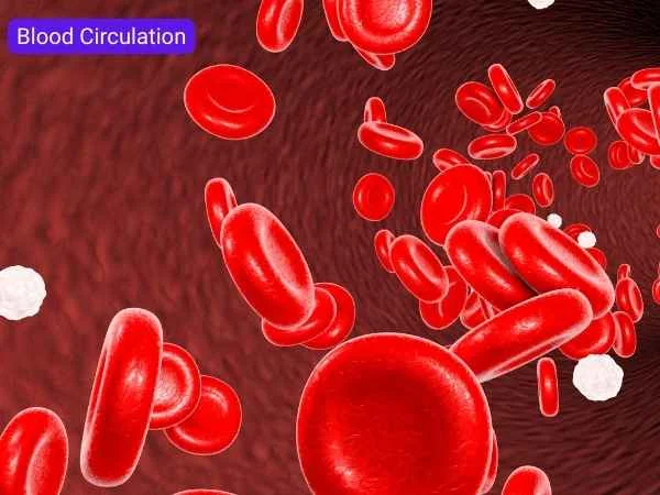 Overview of Blood Circulation
