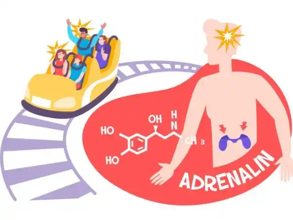 The Role of Adrenaline and Stress Hormones