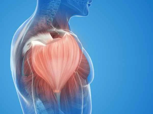 Muscle Health and Protein Intake