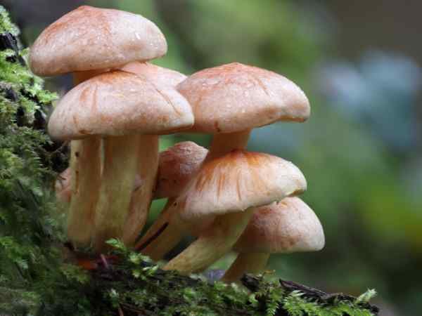 Fun Facts About Mushrooms