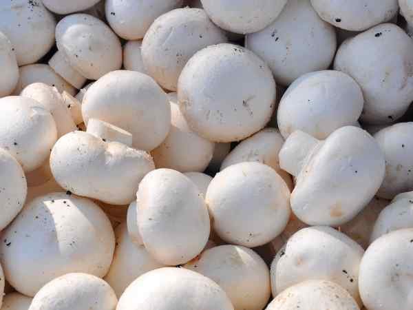 Mushroom Cultivation and Contamination
