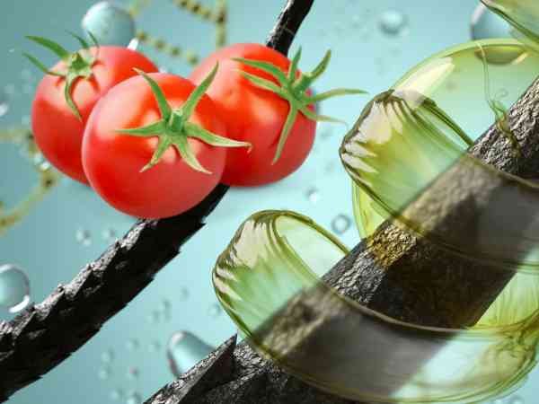 Tomatoes for Hair Growth 5 Benefits & Usage Tips