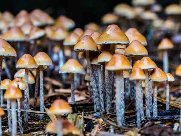 Types of Mushrooms and Their Specific Cleaning Methods