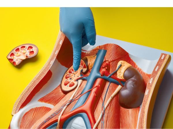 Between Diet and Kidney Deterioration