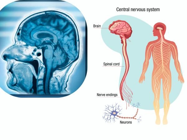 How the Brain Normally Works