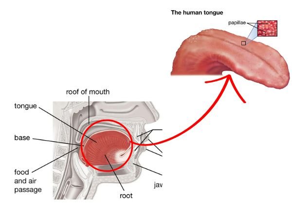 The Science of the Tongue