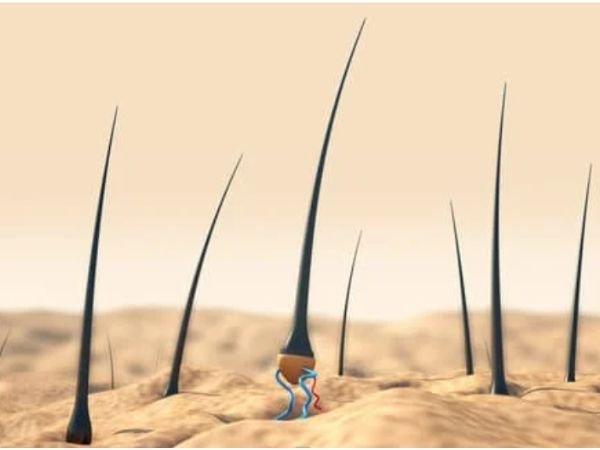 Learning the Hair Growth Cycle