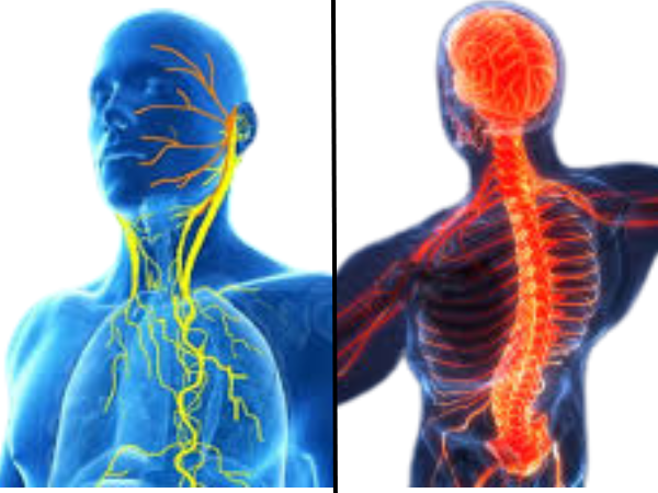 Vagus Nerve